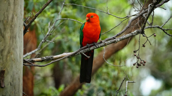 Wallpaper Parrot, Red, Bird, Birds, Desktop, Leaves, Blur, Mobile, Tree, Green, Background, Branch