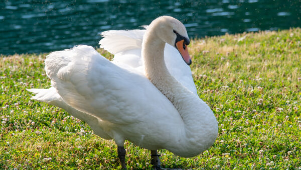 Wallpaper Standing, Birds, Desktop, Swan, Field, Mobile, Green, Grass