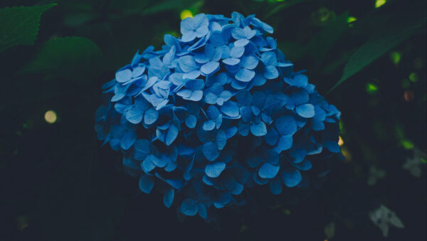 Wallpaper Little, Blue, Flowers, Leaves, Green, Background