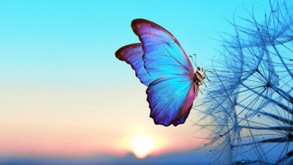 Wallpaper Sky, Blue, Flower, Background, Dandelion, Light, Butterfly