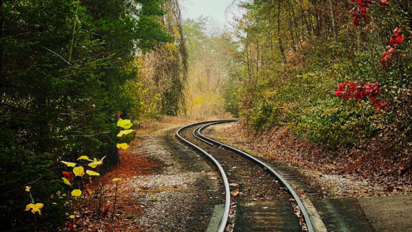 Wallpaper Flowers, Track, Scenery, Trees, With, Nature, Railway, Plants, Between, Green