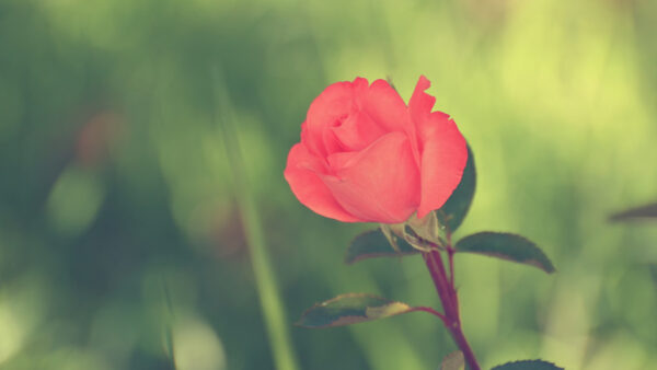 Wallpaper Rose, Blur, Red, Flowers, Leaves, With, Desktop, Green, Background