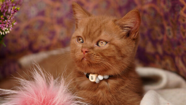 Wallpaper Nose, Pink, Brown, Kitten, Eyes, Desktop, With