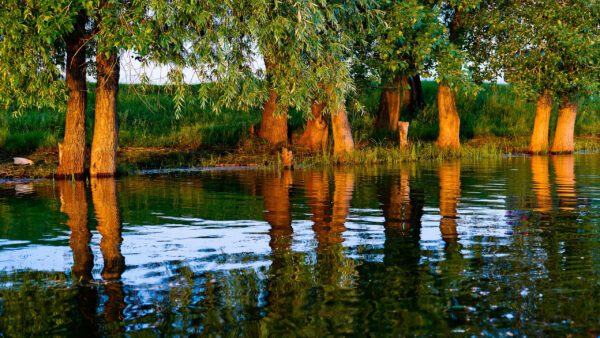 Wallpaper Trees, River, Desktop, Nature, Reflection