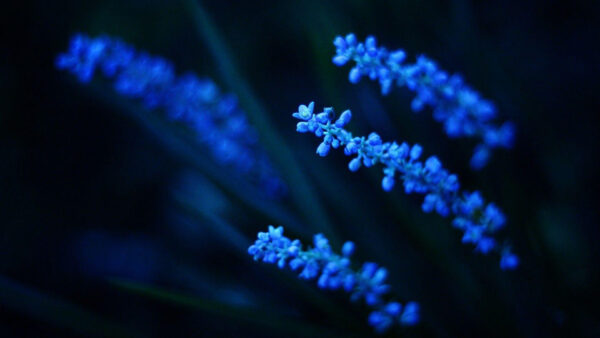Wallpaper Dark, Blue, Flowers, Desktop