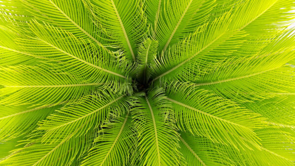 Wallpaper Plant, Abstract, Leaves, Palm