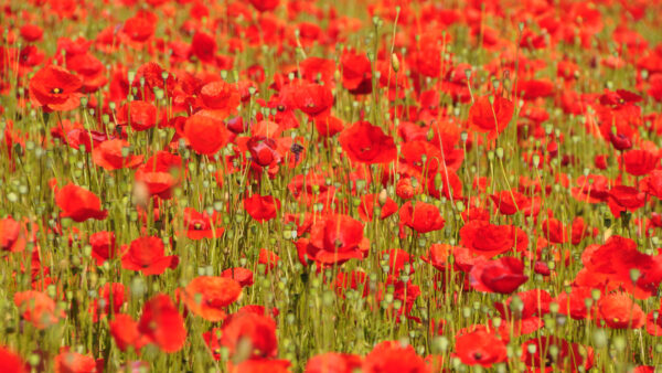 Wallpaper Red, Mobile, View, Flowers, Field, Desktop, Common, Buds, Poppies, Closeup