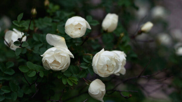 Wallpaper Desktop, Background, With, White, Leaves, Blur, Flowers