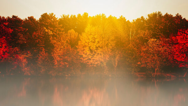 Wallpaper Yellow, Sunbeam, Nature, Fog, Red, Background, Reflection, Trees, With, Forest, River, Desktop, Mobile