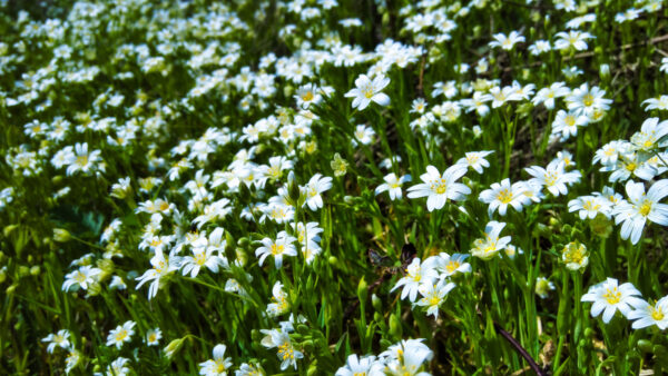 Wallpaper Spring, Desktop, Mobile, Wild, Field, Flowers, White, Leaves, Daytime, Green