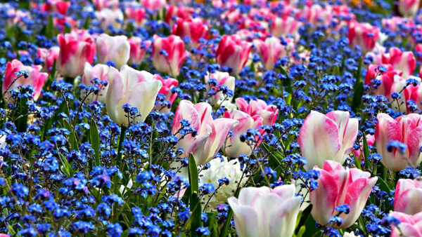 Wallpaper Flowers, Background, Desktop, Blue, Pink, Spring, Field, White