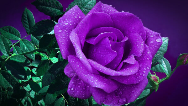 Wallpaper Rose, Green, Flower, Purple, With, Dark, Leaves