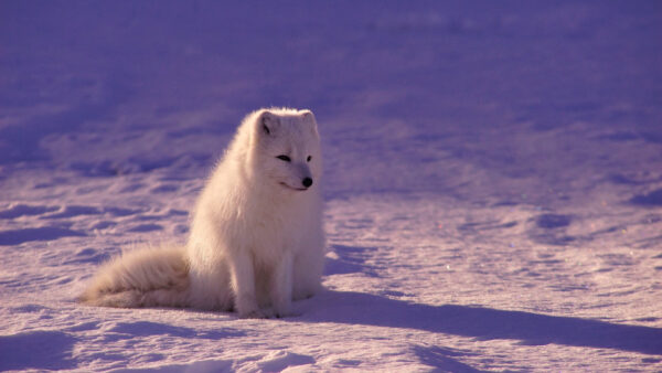 Wallpaper Snow, Puppy, Sitting, Dog, White, Desktop