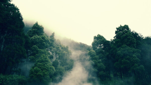 Wallpaper Covered, Nature, Fog, Forest