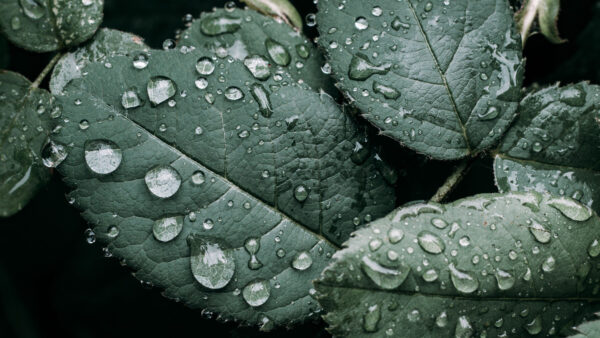 Wallpaper Leaves, With, Green, Drops, Branches, Nature, Water
