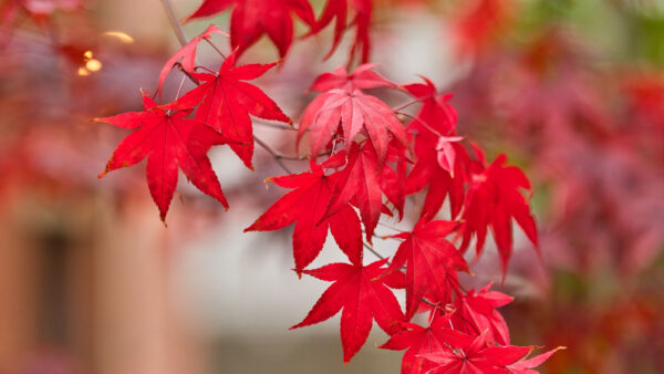 Wallpaper Leaves, Mobile, Maple, Nature, Branches, Desktop, Blur, Background, Tree, Red