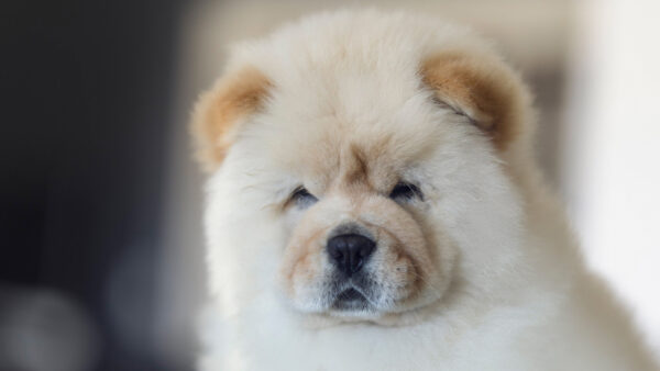 Wallpaper Dog, Puppy, White, Chow