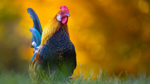 Wallpaper Yellow, Green, Rooster, Blur, Background, Colorful, Grass, Bokeh, Standing