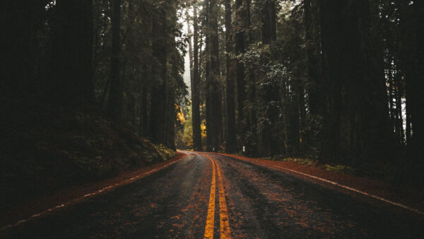 Wallpaper Forest, Road, Green, Asphalt, Trees, Nature