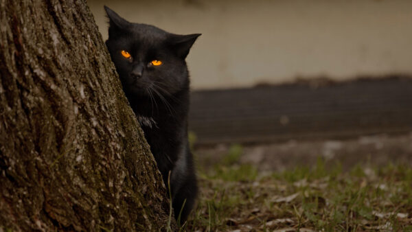 Wallpaper Black, Eyes, Standing, Cat, Near, Yellow, With, Desktop, Tree