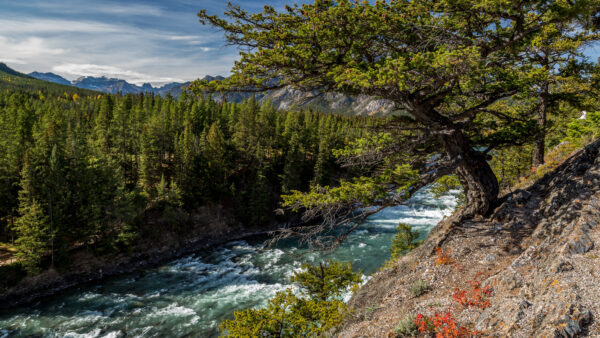 Wallpaper Nature, Desktop, Mobile, Green, Clouds, Rocks, Under, Spruce, River, Blue, Sky, White, Trees, Between