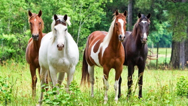 Wallpaper Green, Brown, Trees, With, And, Horses, White, Background, Horse, Desktop