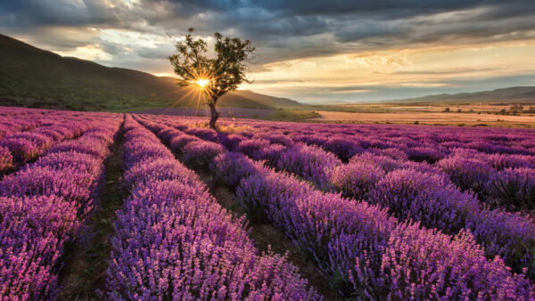 Wallpaper Background, Sunset, Flowers, Mountains, Beautiful, Lavender, Nice, Field, Purple