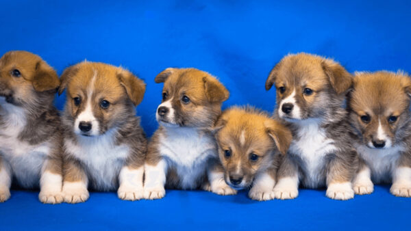 Wallpaper Brown, Background, White, Dogs, Dog, Blue, Puppy, Black, Bunch