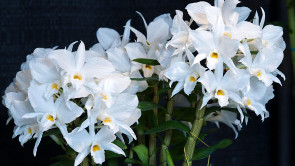 Wallpaper Flowers, Stems, White, Background, Orchid