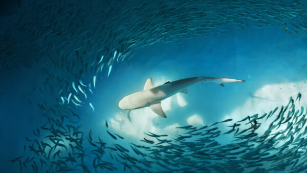 Wallpaper Small, Schooling, Fishes, Sea, Underwater, Shark, White