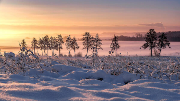 Wallpaper Nature, Desktop, Snow, During, Sunrise, Landscape, Covered