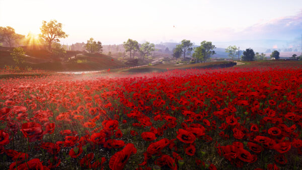 Wallpaper Poppy, Red, Flower, Scenery, Battlefield