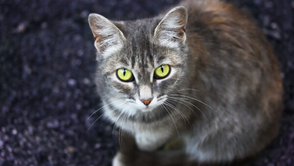 Wallpaper Eyes, With, Animals, Desktop, Cat, Green