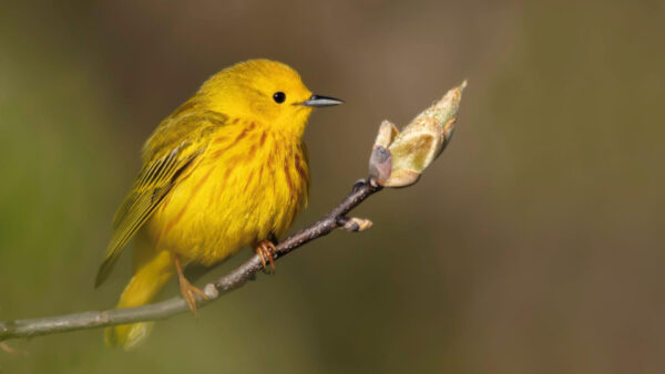 Wallpaper Stalk, Birds, Background, Warble, Standing, Yellow, Bird, Plant, Blur