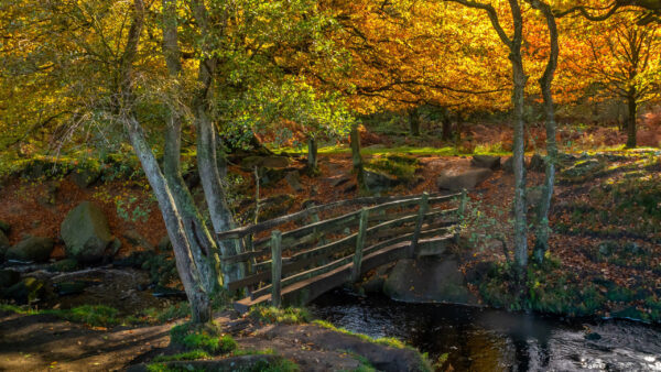 Wallpaper Bridge, During, Nature, And, Forest, Desktop, River, Fall
