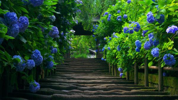 Wallpaper Green, Between, Plants, Steps, With, Flowers, Purple, Leaves