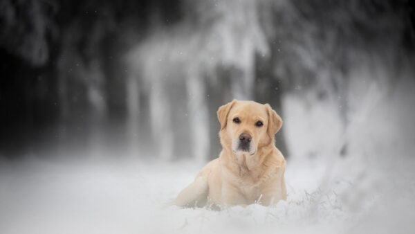 Wallpaper Snow, Dog, Pet, Retriever, Labrador, Sitting