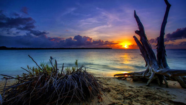 Wallpaper Blue, Sand, Sky, Under, Tree, Ocean, Trunk, Beautiful, During, View, Beach, Waves, Sunset, Clouds, White