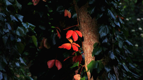 Wallpaper Nature, Leafed, With, Backlight, Trees, Green