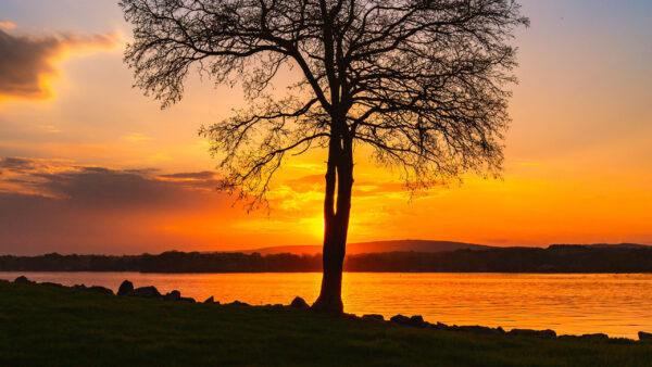 Wallpaper Black, Nature, Yellow, Tree, Sunset, Clouds, Sky, Front, Lake, Background, During