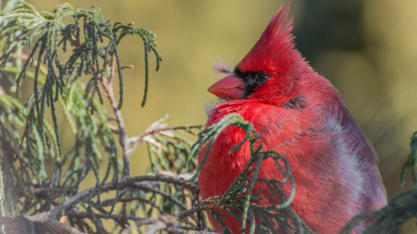 Wallpaper Birds, Background, Cardinal, Red, Blur, Bird, Chubby