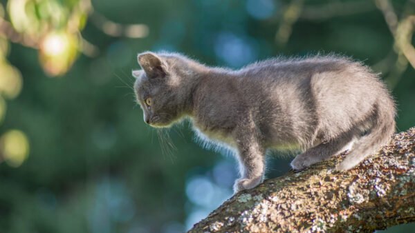 Wallpaper Ash, Trunk, Desktop, Background, White, Tree, Green, Bokeh, Color, Standing, Cat