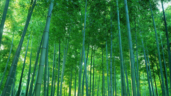 Wallpaper Bamboo, Nice, Background, Forest, Trees, Beautiful