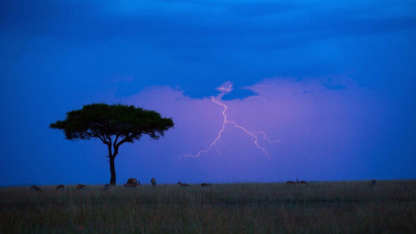Wallpaper African, Africa, Field, Earth, Lightning, Tree, Sky, Animal