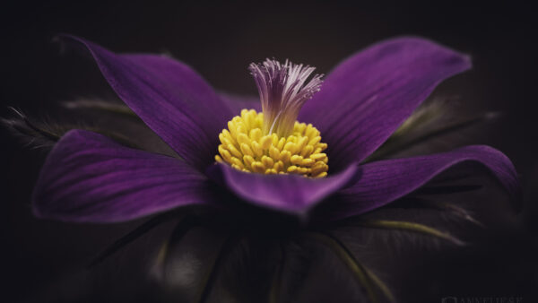 Wallpaper Closeup, Pulsatilla, Purple, Yellow, Flower, Filament, Flowers, Background, Black, View