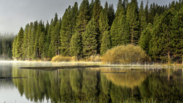 Wallpaper Nature, Mobile, Background, Desktop, Bushes, Lake, Trees, Reflection, Spruce, Green, Forest