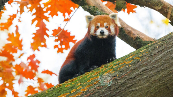 Wallpaper Background, Trunk, Panda, Sitting, Cub, Tree, Leaves, Desktop, Yellow, Red, Mobile, Branches