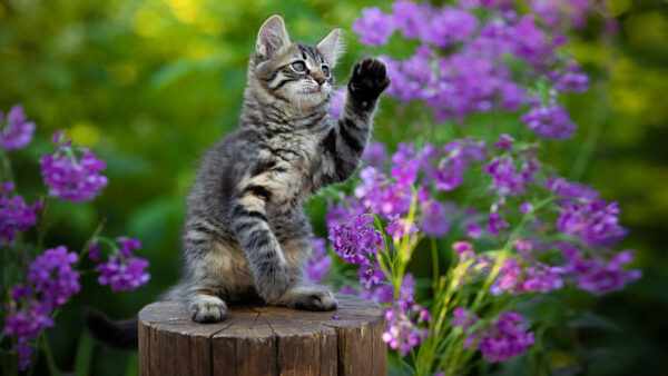 Wallpaper Black, Flowers, White, Trunk, Kitten, Ash, Desktop, Cat, Wood, Purple, Background, Standing