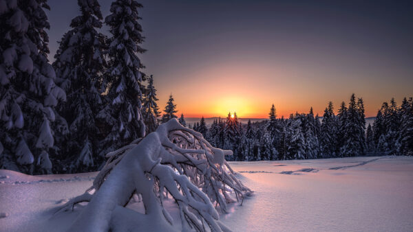 Wallpaper Field, Sky, During, Mist, Sunset, Covered, Trees, Snow, Winter, Under, Branches, Blue, Forest