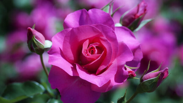 Wallpaper Blur, Rose, Flowers, Background, Green, Flower, Petals, Purple